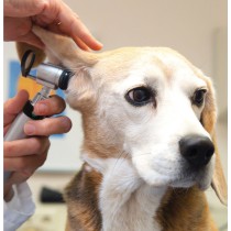 Tête fendue HEINE G100 LED